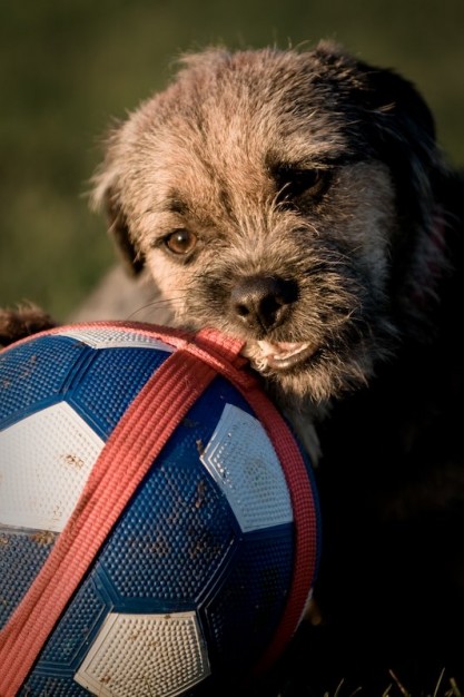 Border Terrier dog, chewing a ball