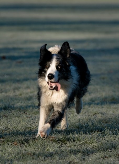 Sheep dog running in a field