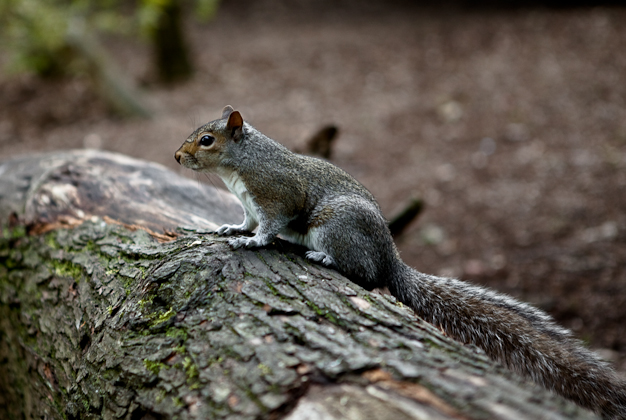 Squirral Eastham Country Park