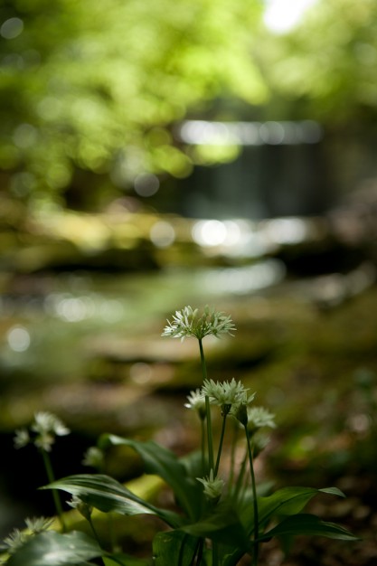 wild-garlic-woods-bersham-wrexham