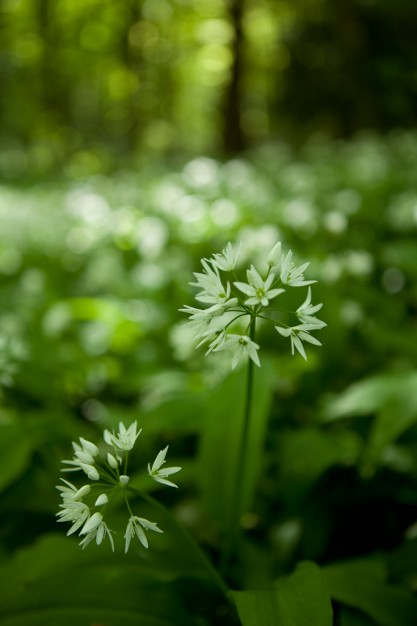 wild-garlic-woods-bersham-wrexham