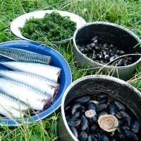 Foraged seashore meal of mussels, mackerel, cockles and seaweed
