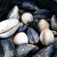 Foraged mussels and clams