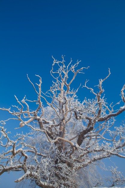 Frozen trees, vale of clwyd