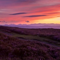 Purple Heather on the Clwydians at sunset