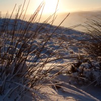 Clwydian grasses in winter sunset