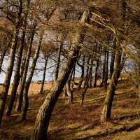 Moel Arthur larch wood in autumn